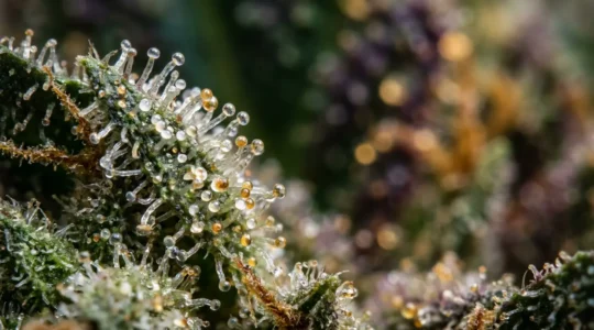 Visualisation artistique de l'effet d'entourage entre les molécules de THC et CBD dans le cannabis légal