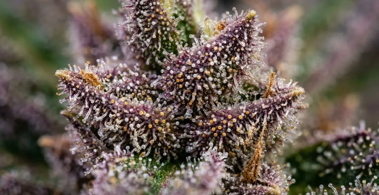 Vue macro détaillée de la structure des trichomes sur une tête de cannabis cultivée en indoor