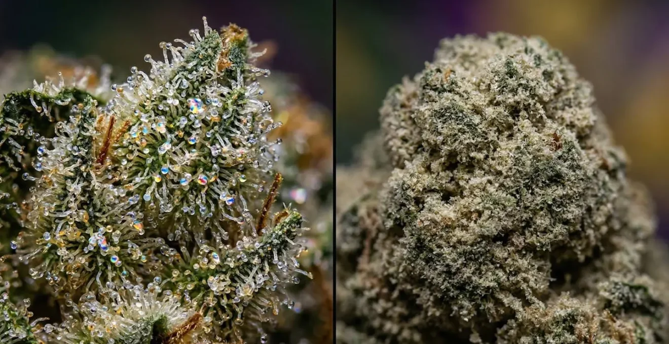 Vue macro de trichomes naturels cristallins versus surface laquée artificielle sur fleur CBD